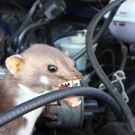 Was hilft gegen Marder im Auto?